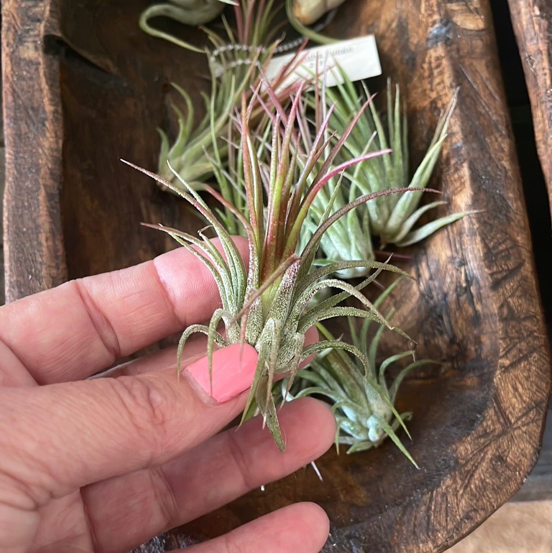 Ionantha fuego