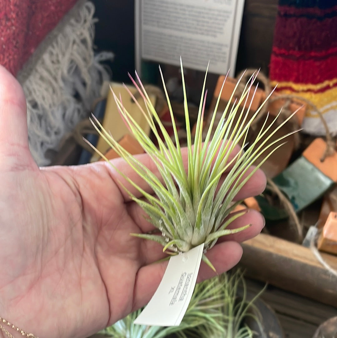 XL Ionantha Guatemala