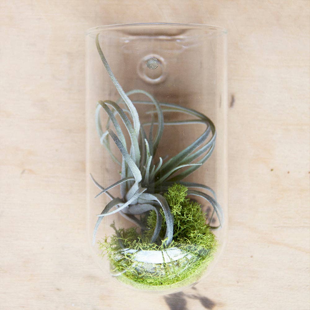 Hudson 2 Wall Cup, Hanging Glass Planter / Vase