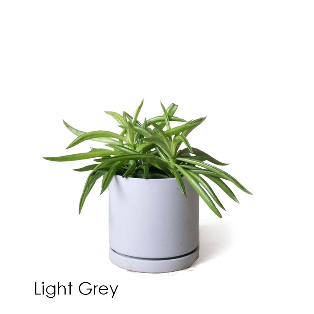 Dojo Succulent Plant Pot: White