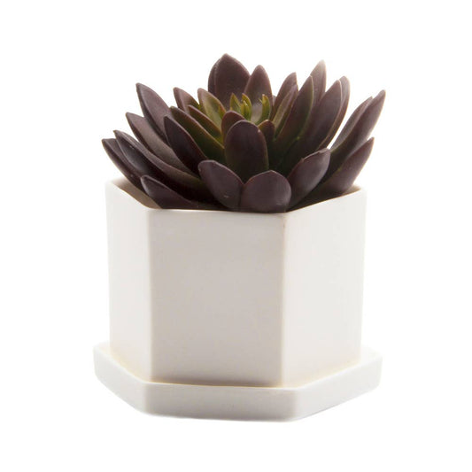 Hexi Ceramic Pots and Planters: White / 3.5"