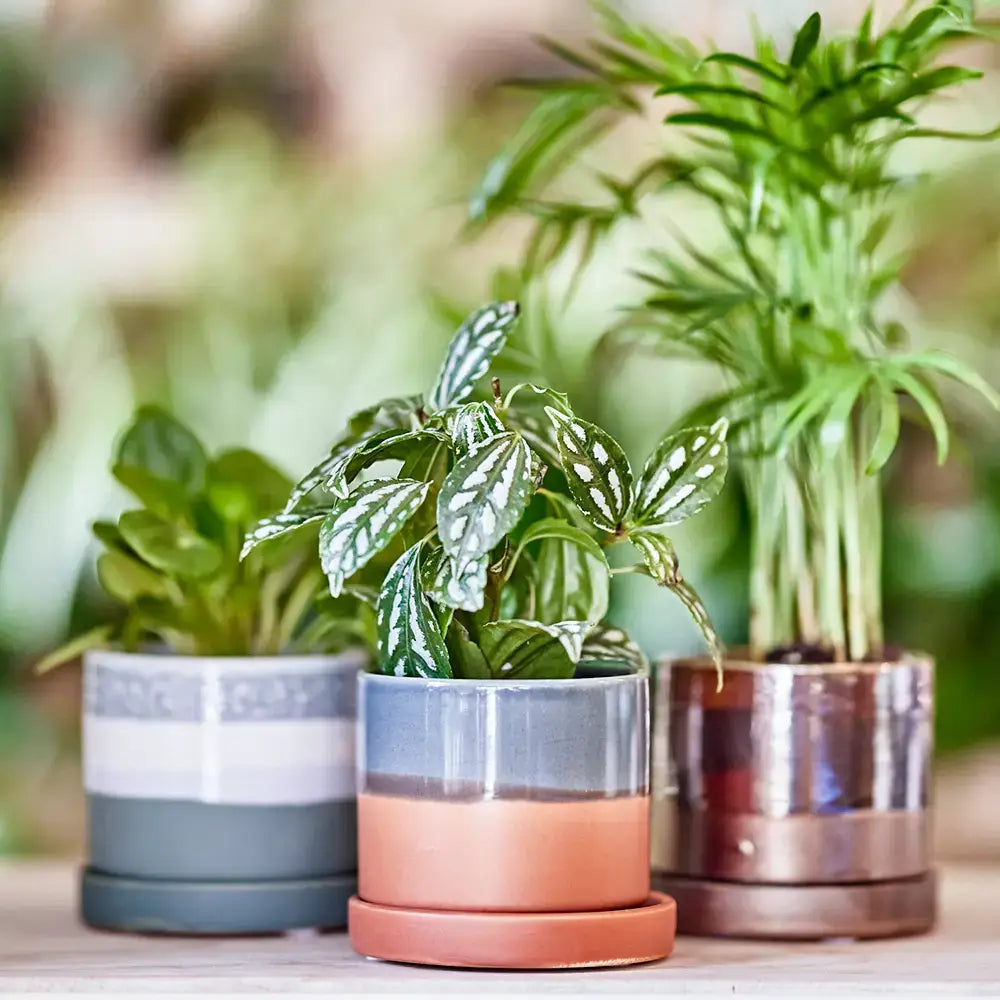 Minute Ceramic Plant Pots Indoor: Green Layers / 5"