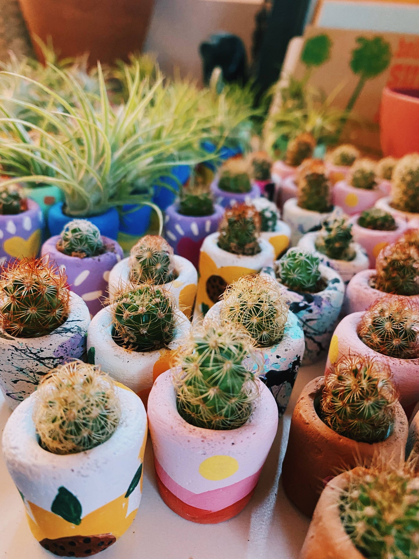 Desert Snow Mini Planter and Plant