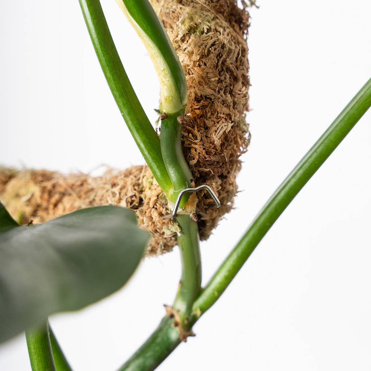 The SuperMoss Bendable SuperPole.: Coco Fiber Pole