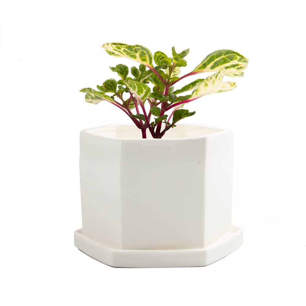 Hexi Ceramic Pots and Planters: White / 3.5"
