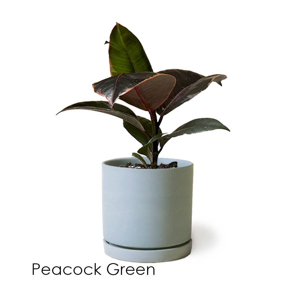 Dojo Succulent Plant Pot: Pink Blush