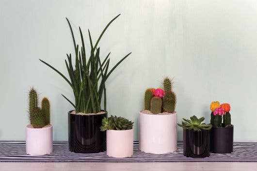 Cercle Pot: 6.5" Pot / Shiny Black