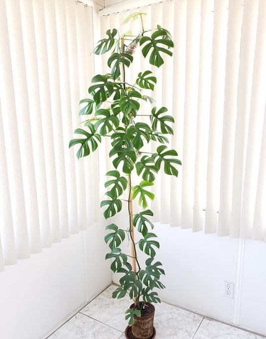 Monstera Ginny 6"