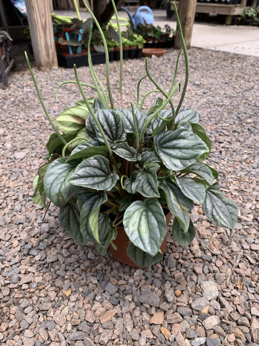 Peperomia Frost 4"