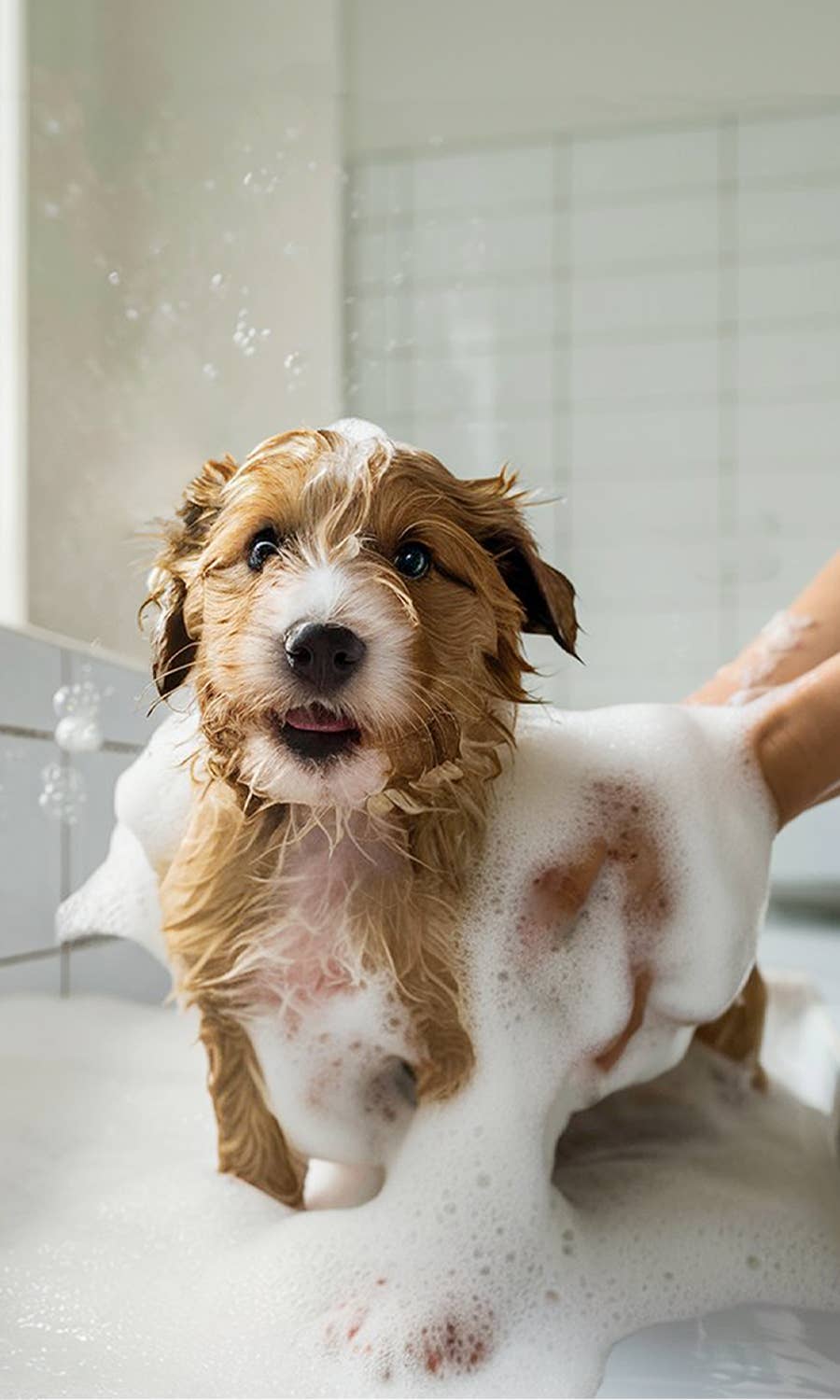 Pet Shampoo | Soothing + Deodorizing: Unscented | Hypoallergenic / Bulk Refill Gallon Glass Jug