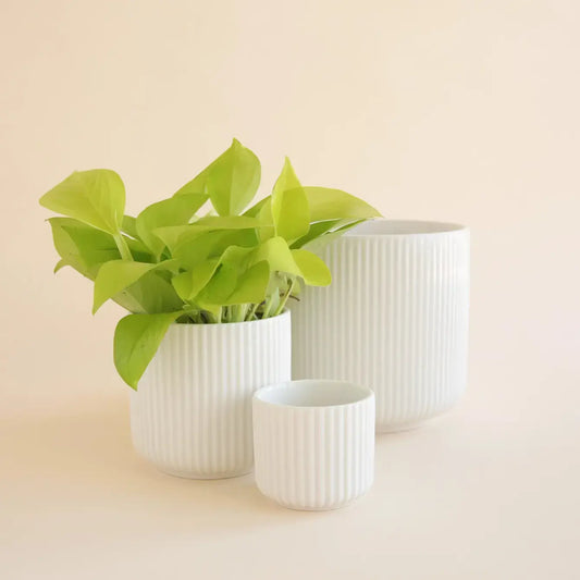Lucy Pot | White 6.75": 6.75 inch