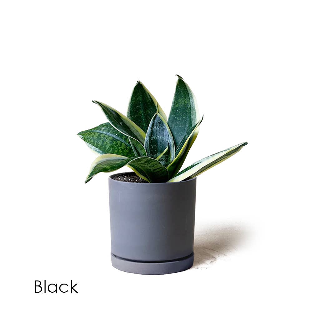 Dojo Succulent Plant Pot: White