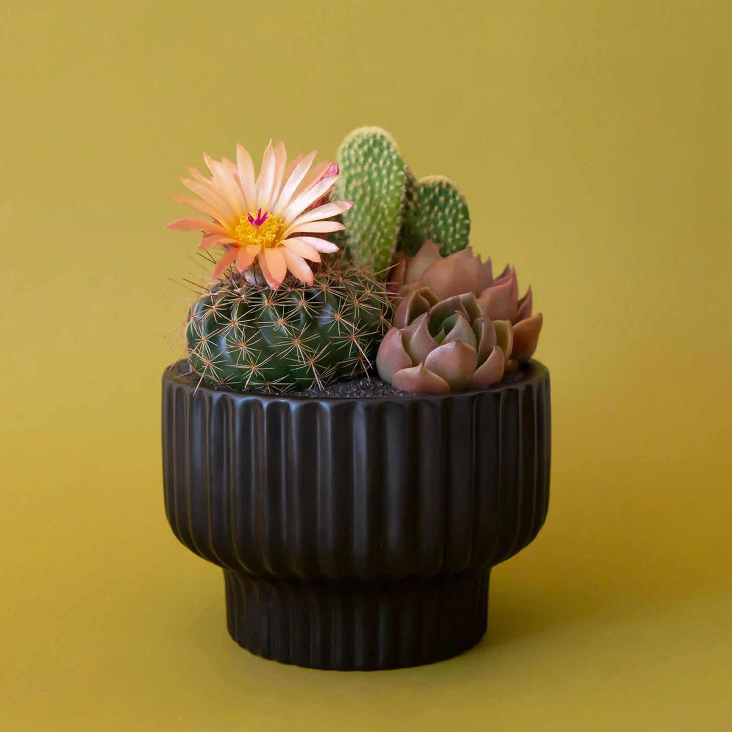 Presley Pedestal Planter | Black: 5.5 inch