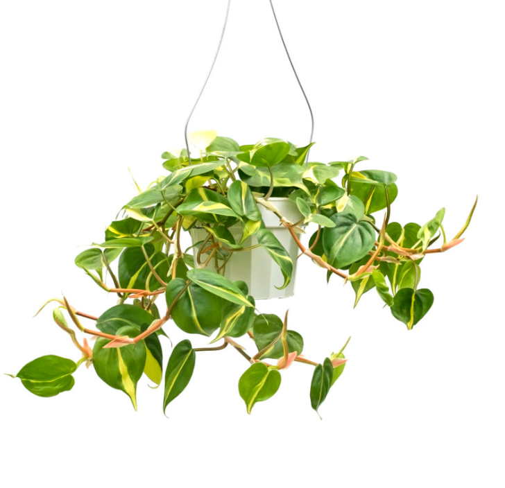 6" Brazil Philodendron Cordatum