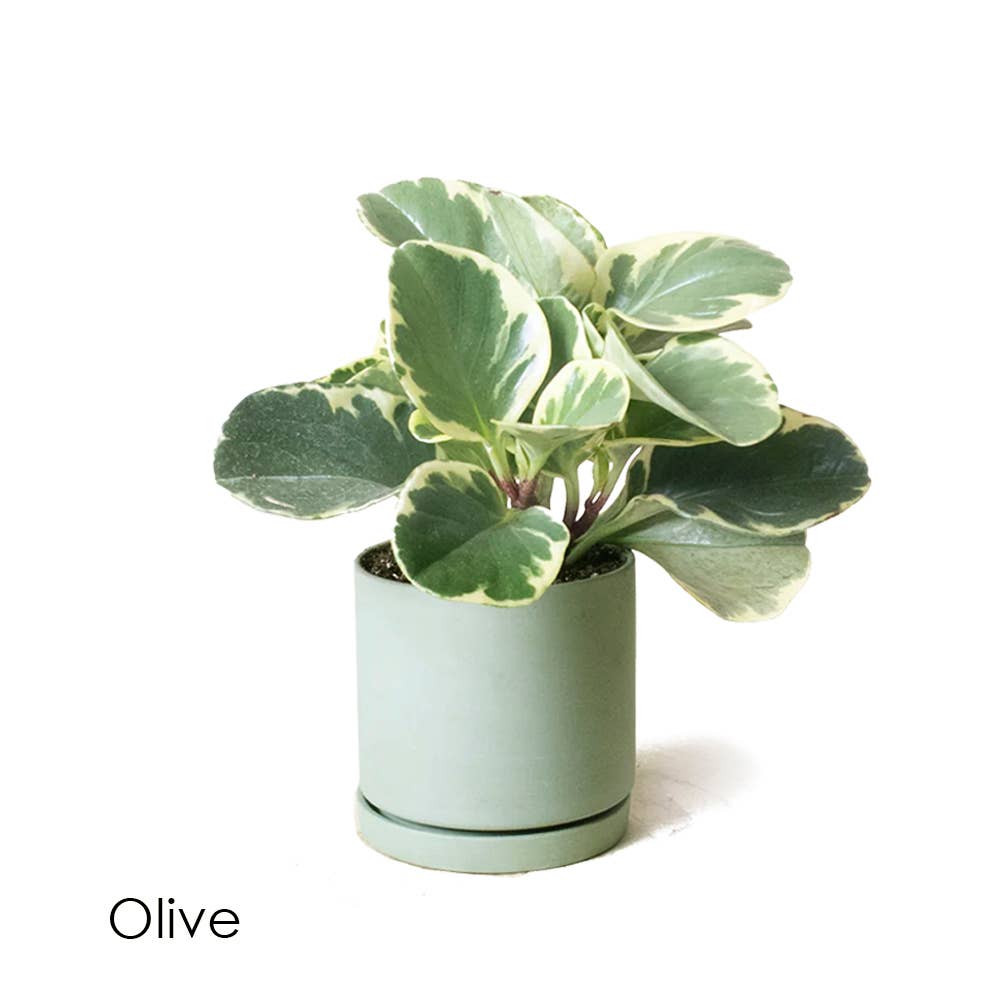 Dojo Succulent Plant Pot: Pink Blush
