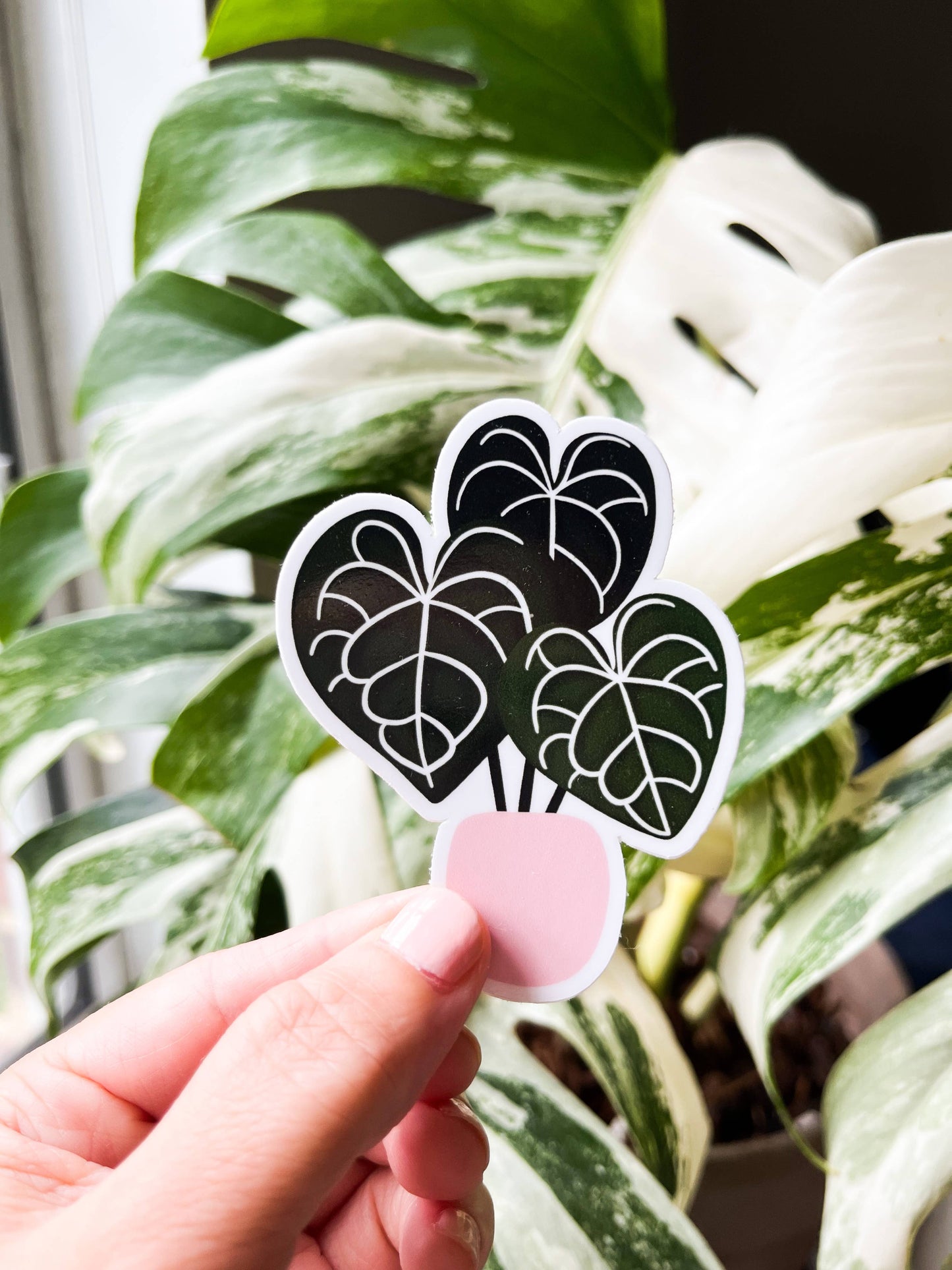 Anthurium Clarinervium Plant Sticker