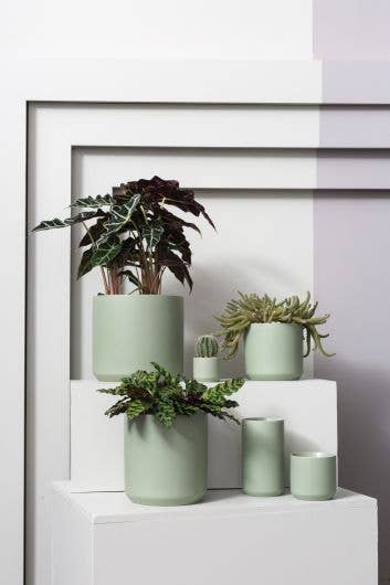 Round Green Pot: 4.75" Pot