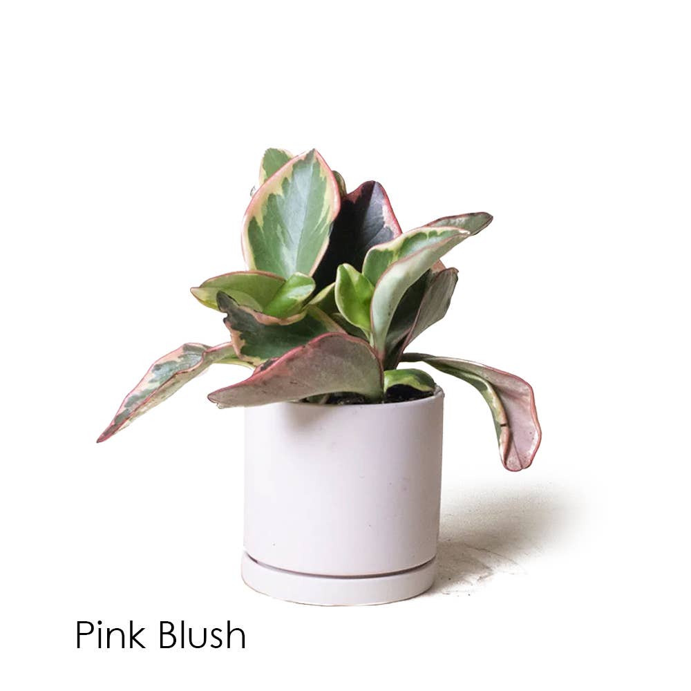 Dojo Succulent Plant Pot: Pink Blush
