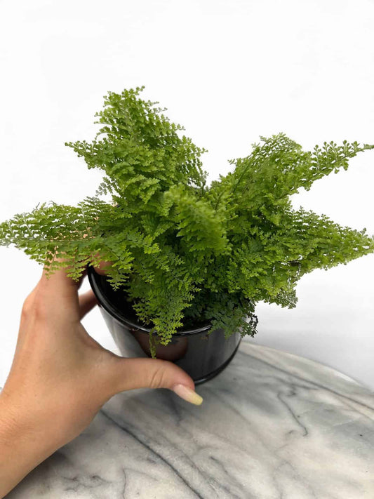 2" Fluffy Ruffles Fern