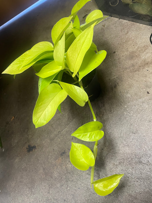 Neon Pothos 4"