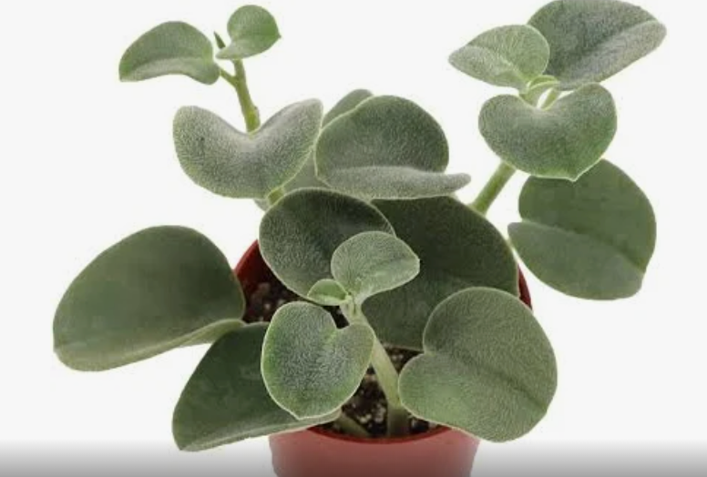 Peperomia Felt 4"