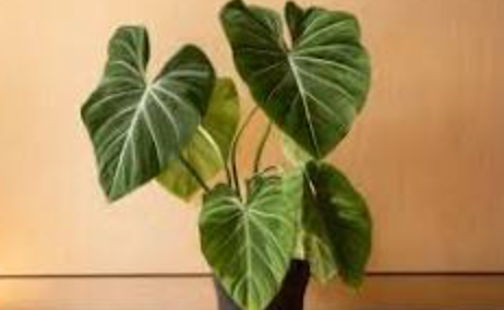 Philodendron gloriosum 4"