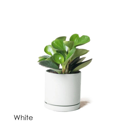 Dojo Succulent Plant Pot: White
