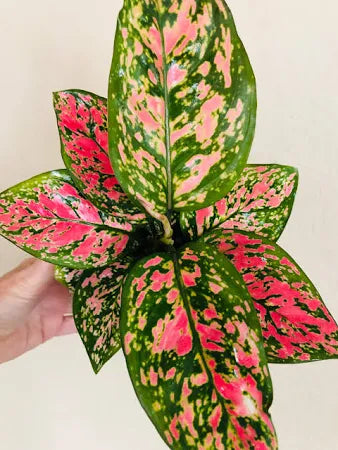 Aglaonema Lady Valentine 5"