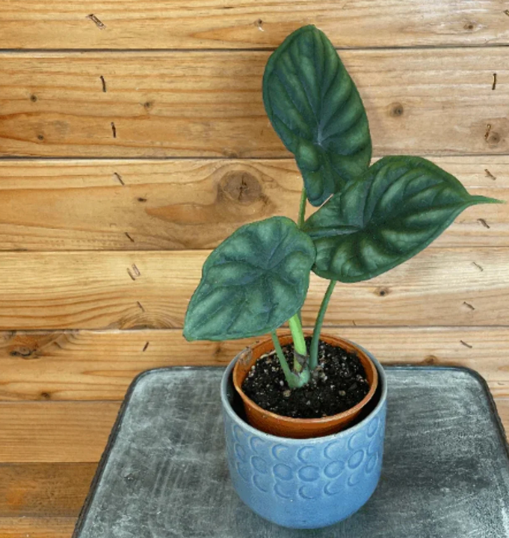Alocasia  5"