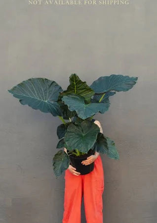 Alocasia 8"