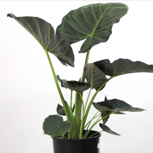 alocasia 12" pot