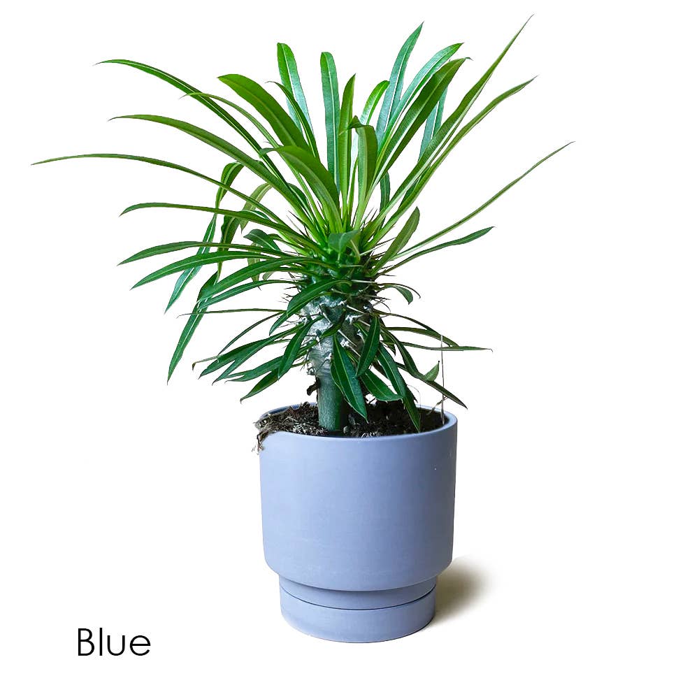 Casey Pots and Planters: White