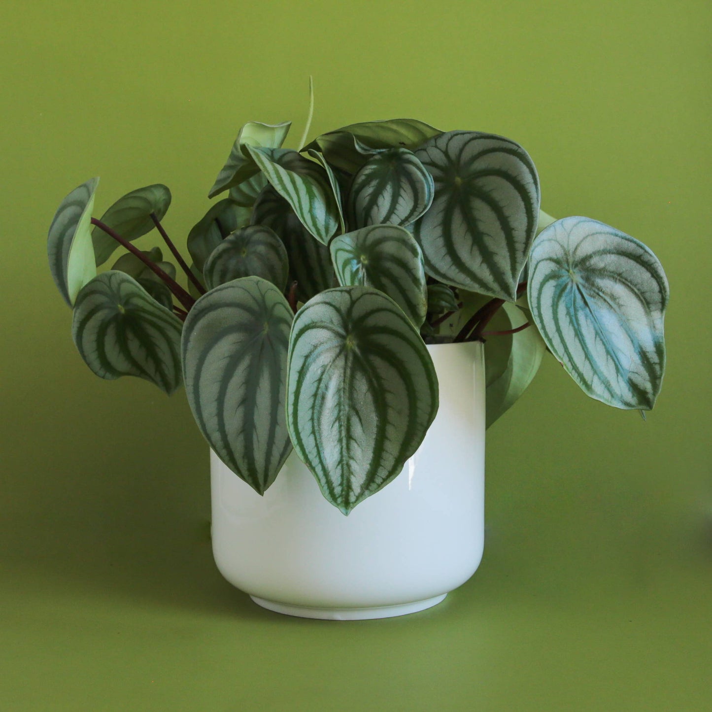 Charlie Pot - White: 3 inch