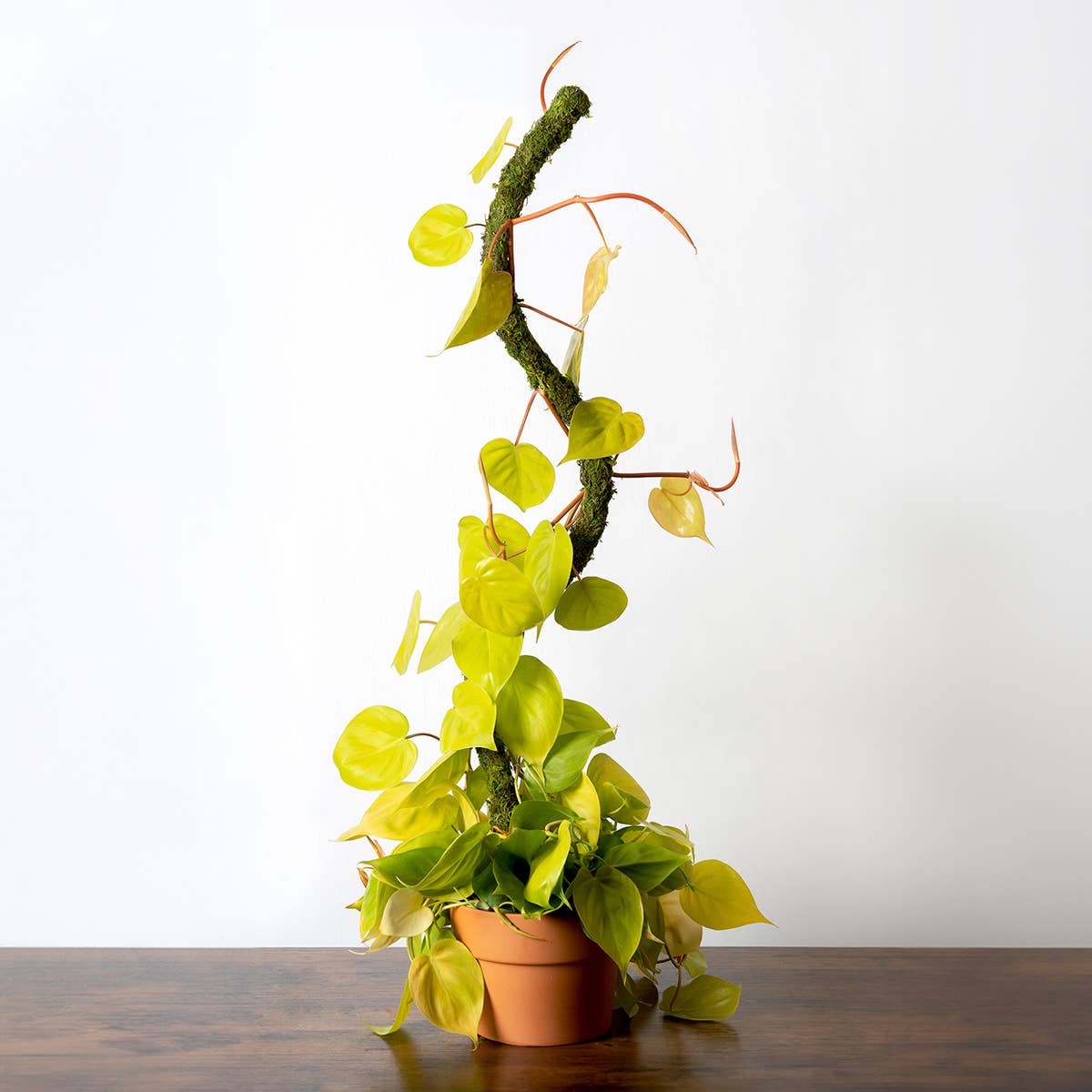 The SuperMoss Bendable SuperPole.: Coco Fiber Pole