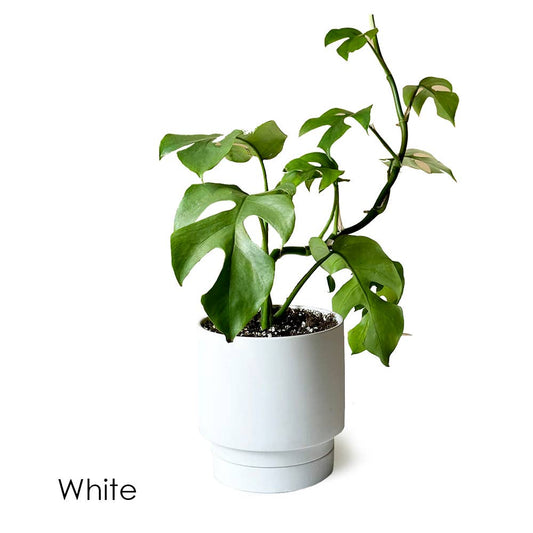 Casey Pots and Planters: White