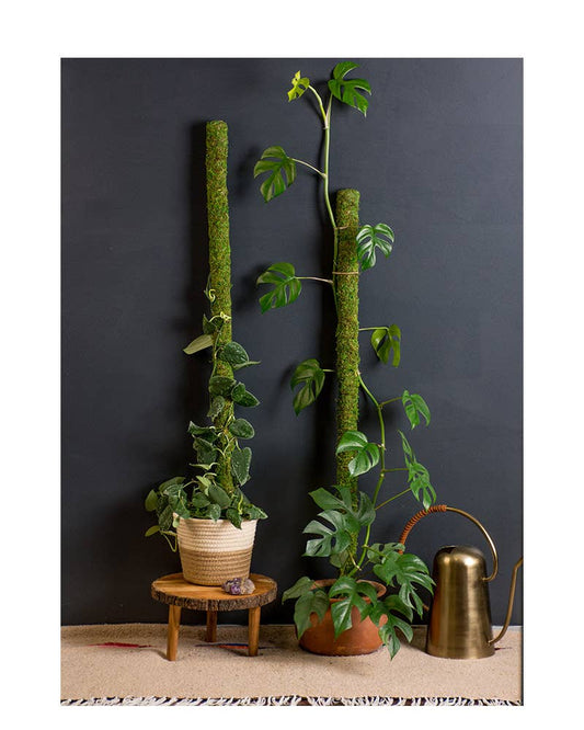 SuperMoss Moss Poles: 24"