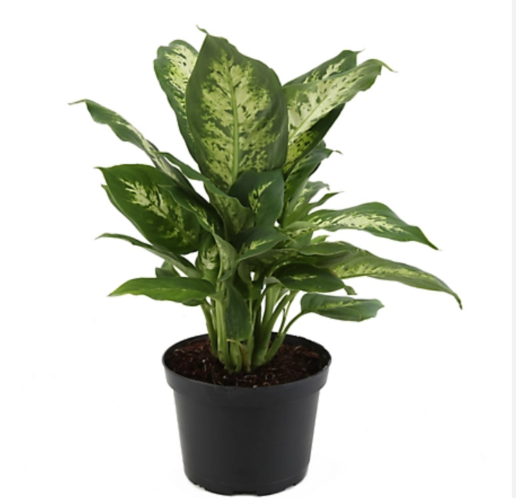 dieffenbachia 6"