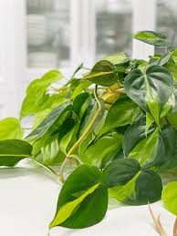 4" Brazil Philodendron