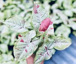 4" Syngonium Milk Confetti