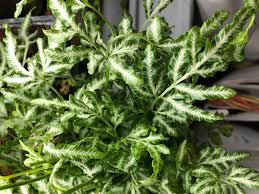 2" Silver Lace Fern