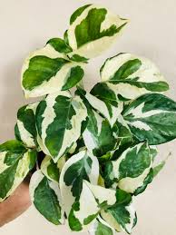 4" Pothos N joy