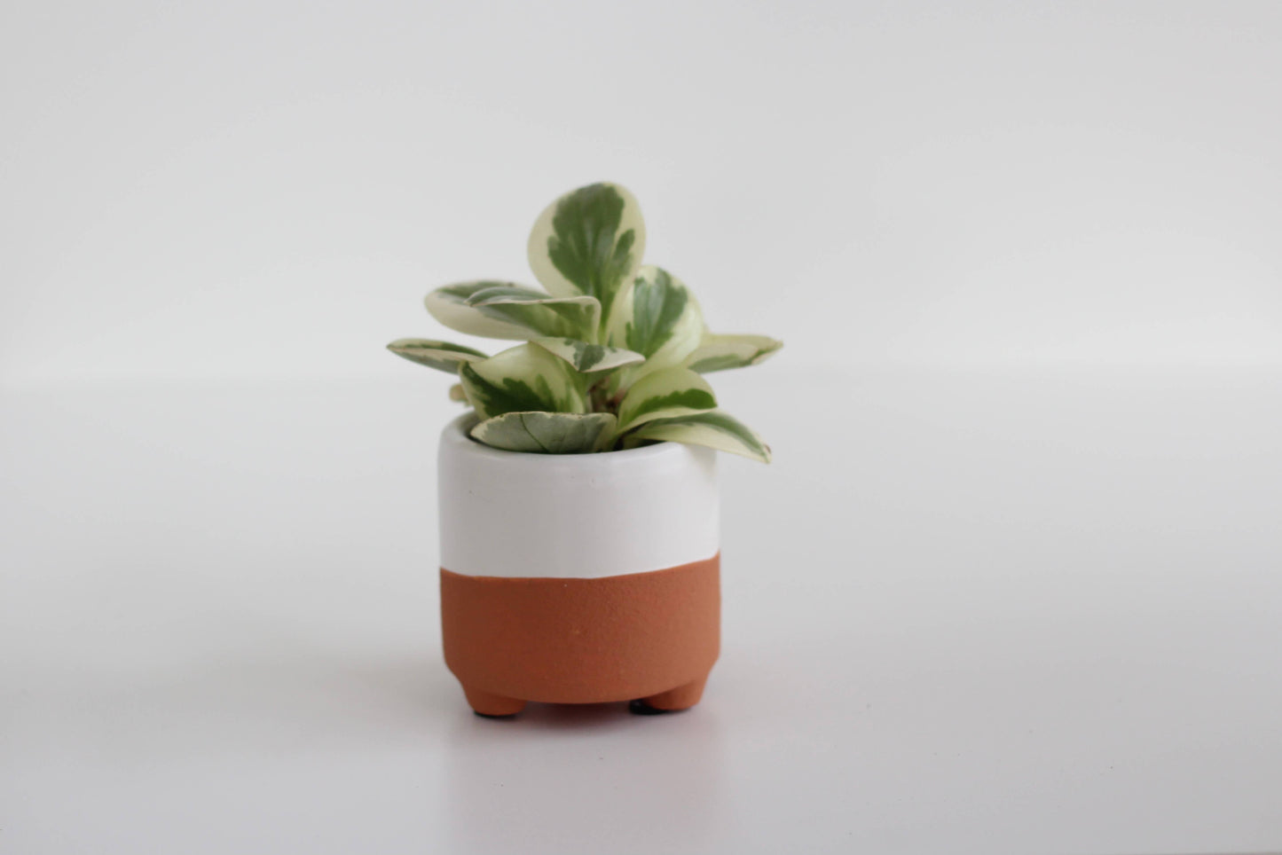 Large Terracotta and White Footed Boho Minimal Planter Pot: 7"