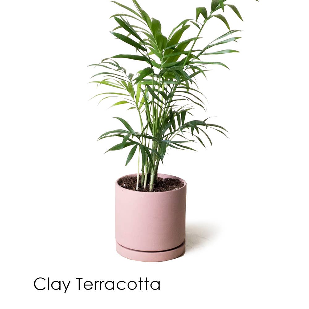 Dojo Succulent Plant Pot: Pink Blush