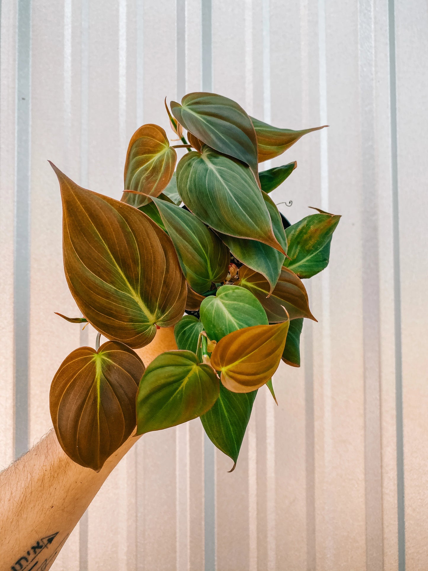 Philodendron Micans 6"