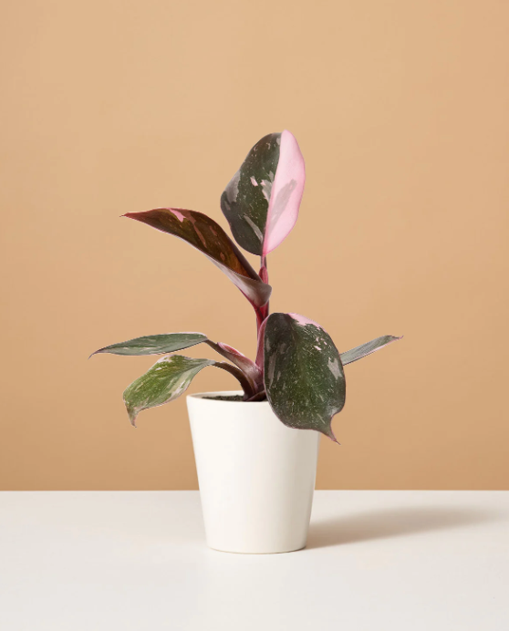 pink princess Philodendron 4"