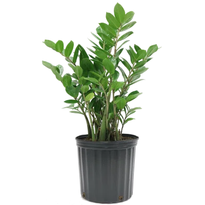 zamia 8"