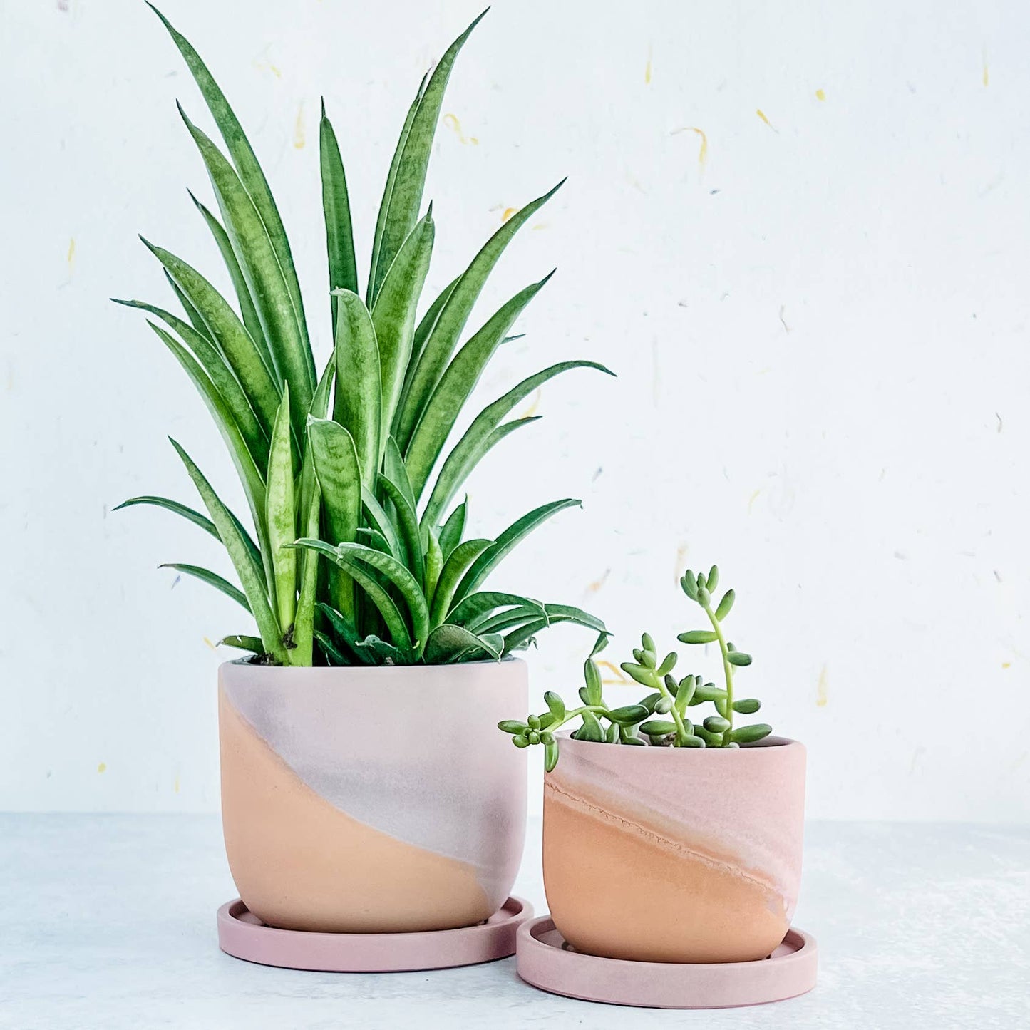 MP Classic Tulip Color Swoops