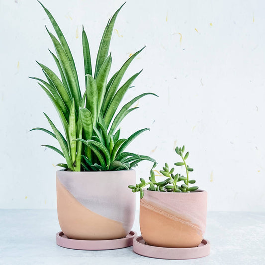 MP Classic Tulip Color Swoops