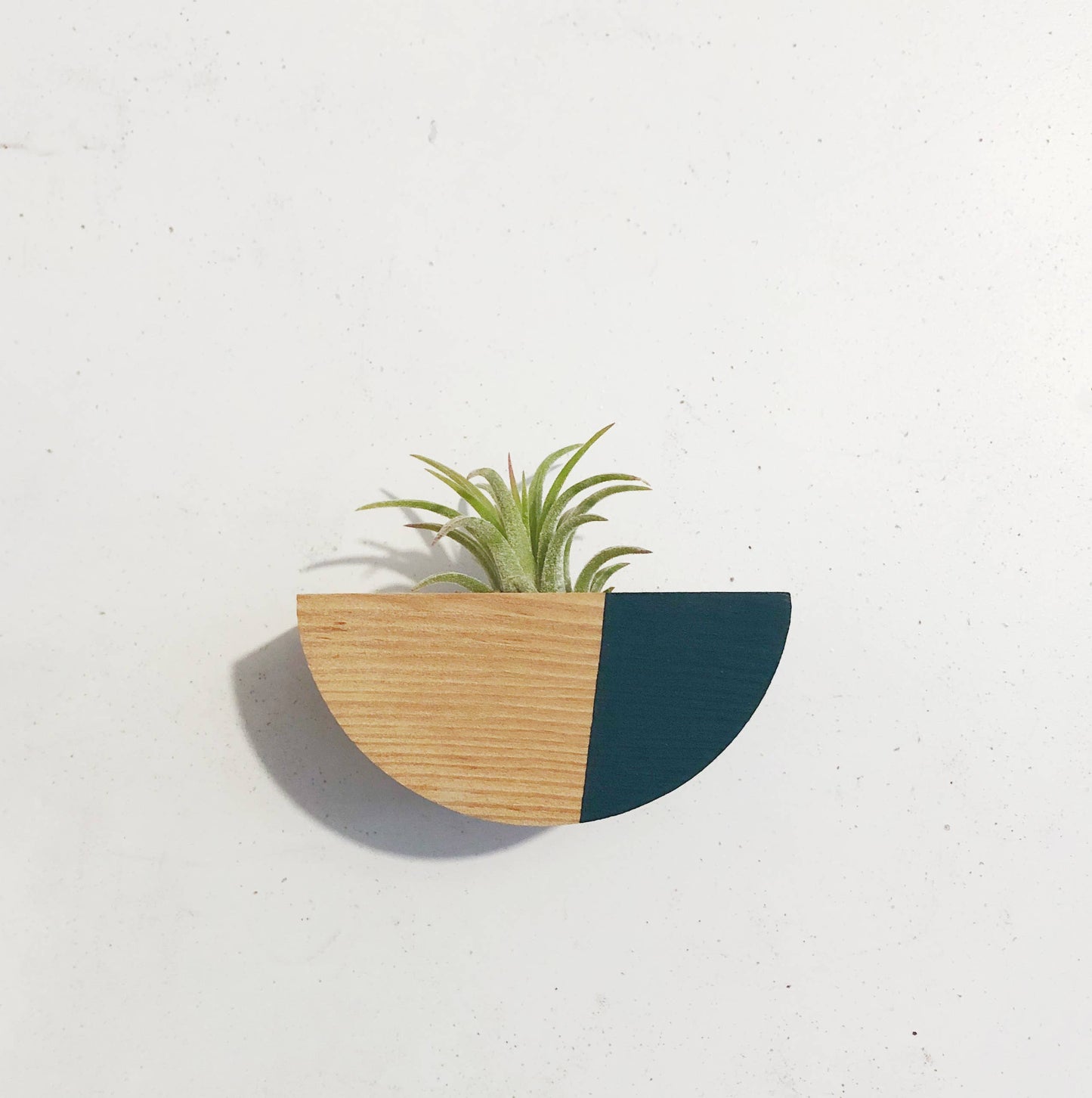 Half Circle Air Plant Magnet (PLANT INCLUDED)