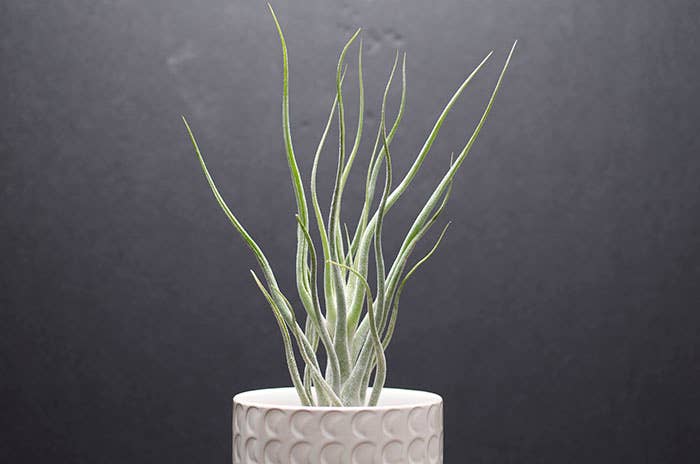 Pruinosa - Colombia Silver - Rare